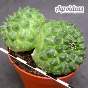 Euphorbia gymnocalycioides «Kikko & bicéfala»