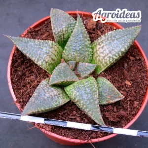 Haworthia koelmaniorum x bayeri