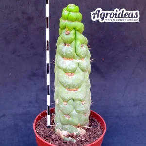 Eulychnia castanea «fr. varispiralis»