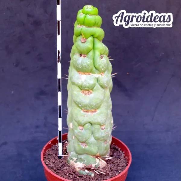 Eulychnia castanea «fr. varispiralis»