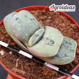Gasteria "Iso-matsu"