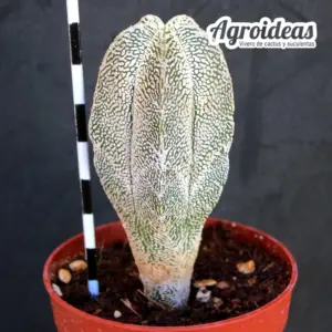 Astrophytum onzuka «Columnare»