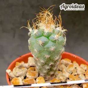 Turbinicarpus pseudomacrochele