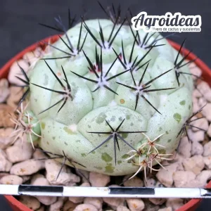 Ortegocactus macdougallii
