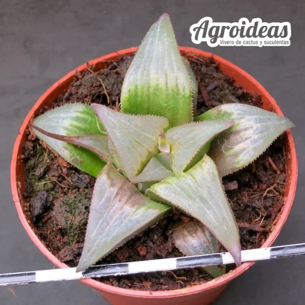 Haworthia "Braogate" - Imagen 2