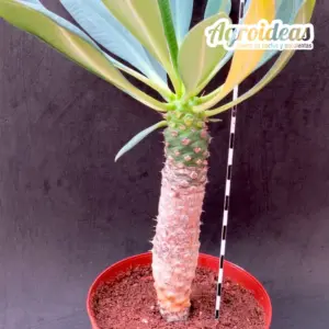 Euphorbia pachypodioides "Gran Ejemplar"