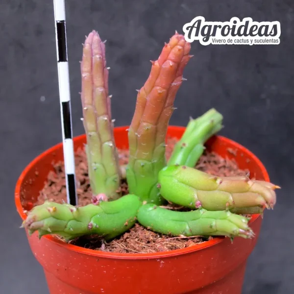 Huernia repens - Imagen 2