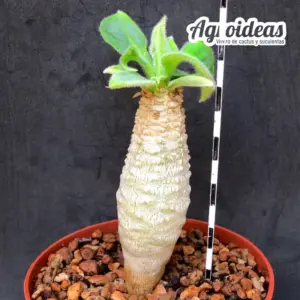 Euphorbia ankarensis