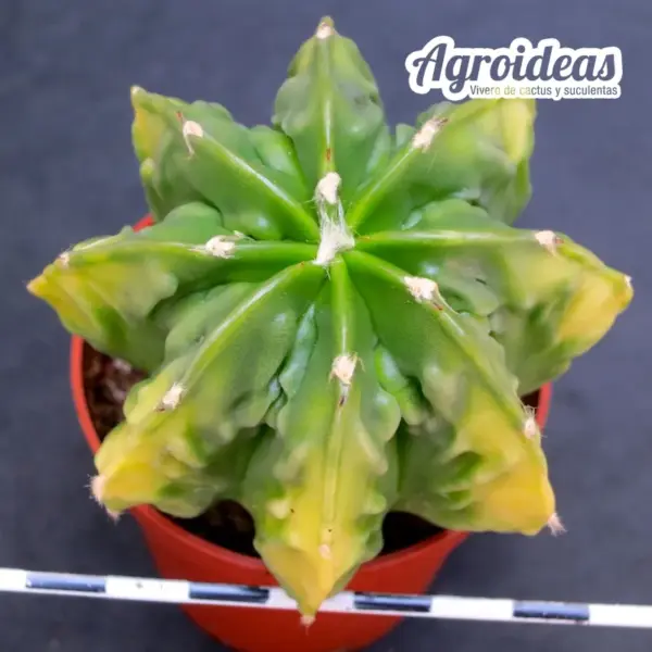 Astrophytum Fukuryu «Selección» var. nudum - Imagen 2