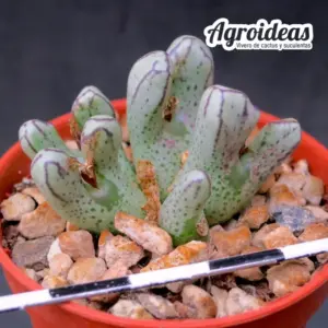Conophytum turrigerum "South Perdeberg"