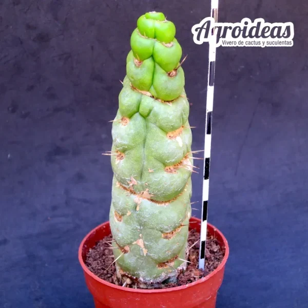 Eulychnia castanea «fr. varispiralis» - Imagen 2