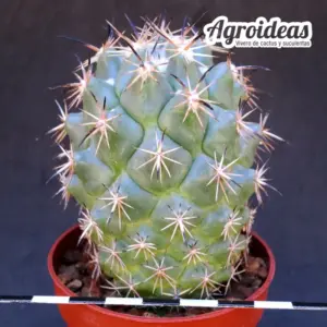 Coryphantha difficilis