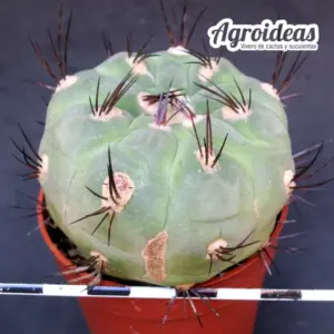 Weingartia neumanniana
