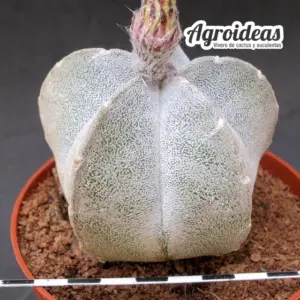 Astrophytum coahuilense "Ejemplar"