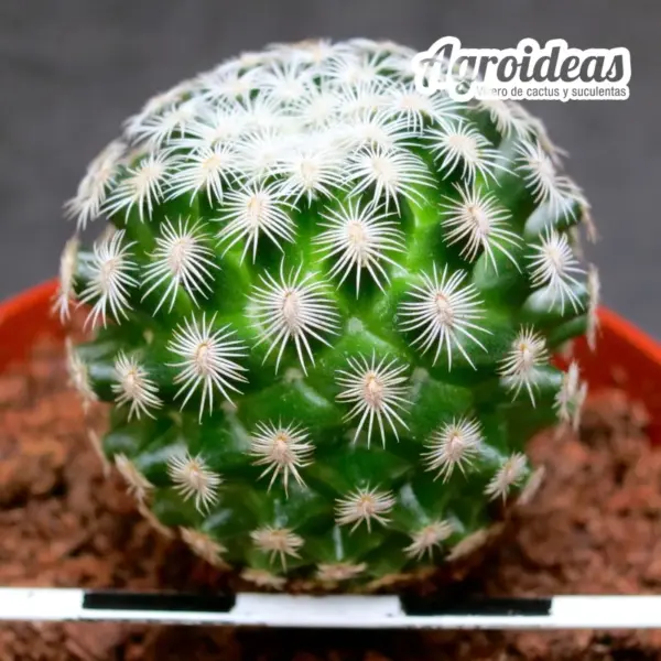 Mammillaria solisioides - Imagen 2