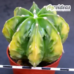 Astrophytum Fukuryu «Selección» var. nudum