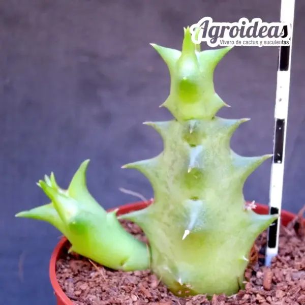 Orbea namaquensis - Imagen 2