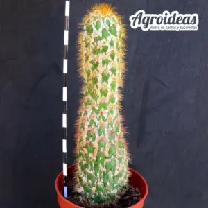 Trichocereus spachianus "monstruoso"