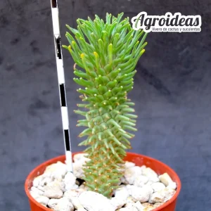 Euphorbia hypogaea