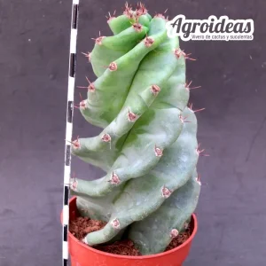 Cereus forbesii “Spiralis”