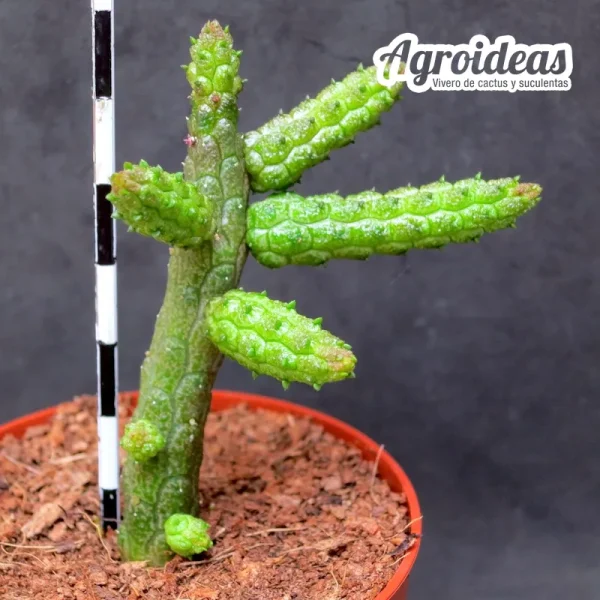 Echidnopsis aoviflora - Imagen 2