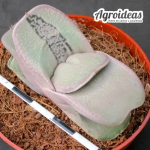 Gasteria Iso-Matsu