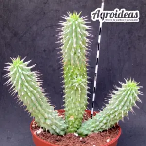 Hoodia gordonii "Gran ejemplar"