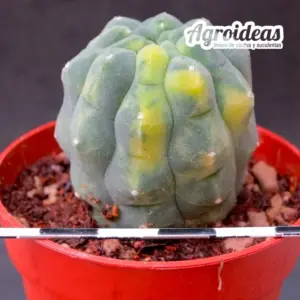 Matucana madisoniorum "variegata"