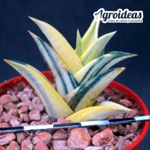 Haworthia viscosa "variegata"