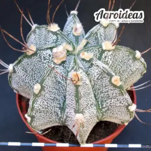 Astrophytum capricorne var. niveum "Ejemplar"