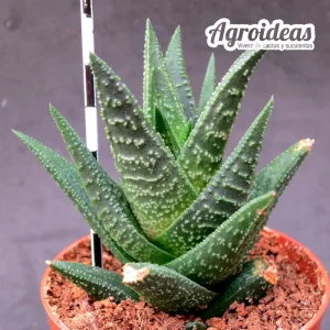 Haworthia skabra X koelmaniorum