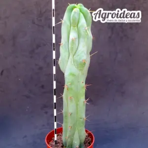 Trichocereus bridgesii "Bonobo"