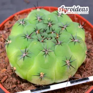 Sulcowarthia X rauschii