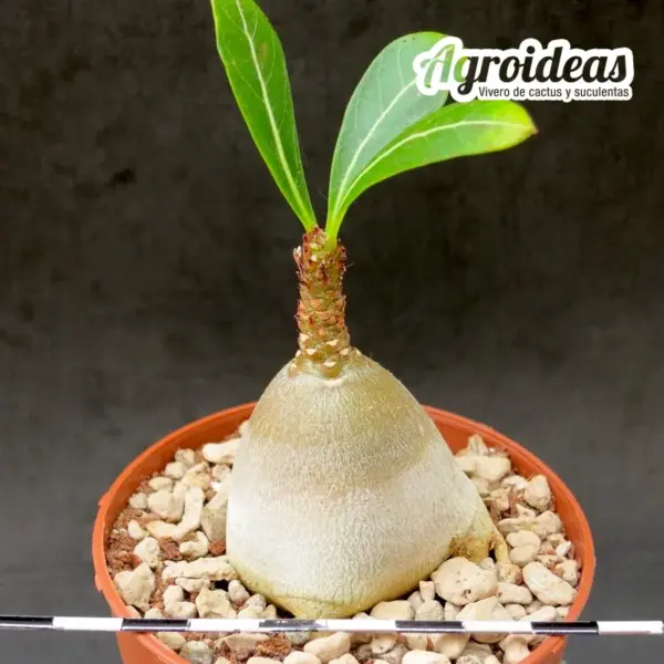 Adenium socotranum - Imagen 2
