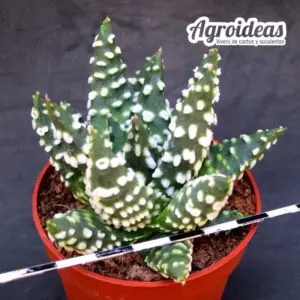 Haworthia pumila "Donut"