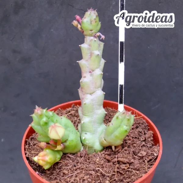 Piaranthus comptus x Orbea cooperi - Imagen 2