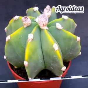 Astrophytum «Selección» var. nudum