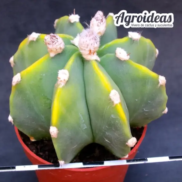 Astrophytum «Selección» var. nudum