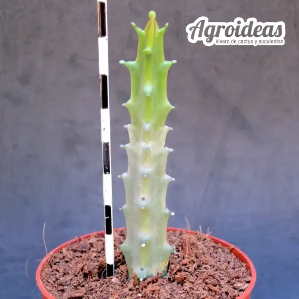 Caralluma joannis - Imagen 2