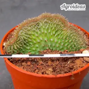 Euphorbia cv. obesannae "cristata" Ex. Agroideas