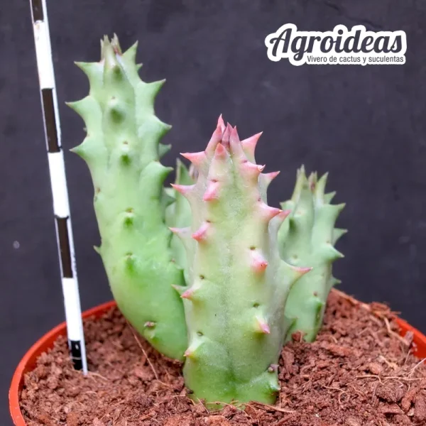 Huernia keniensis var. keniensis - Imagen 2