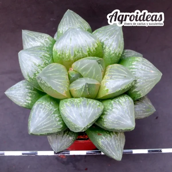 Haworthia "Flecky"