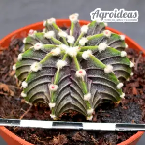 Gymnocalycium friedrichii lB2178 "Agua dulce"