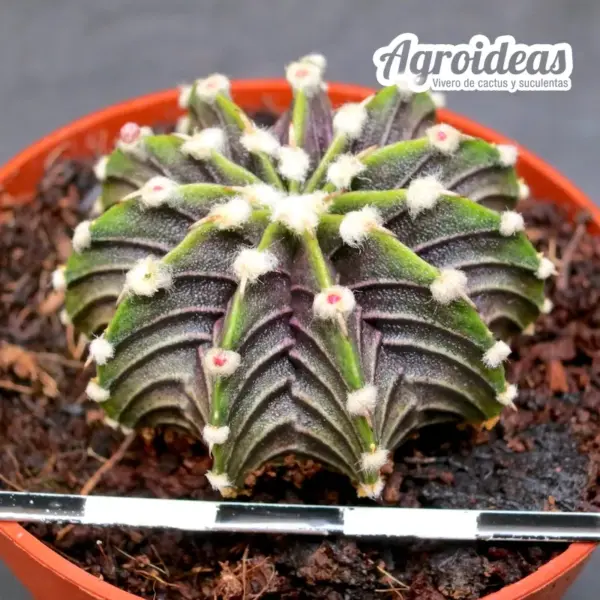 Gymnocalycium friedrichii lB2178 "Aguadulce"