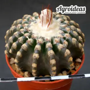 Discocactus horstii
