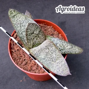 Gasteria batesiana