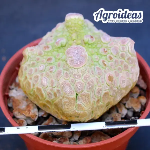 Pseudolithos cubiformis - Imagen 2