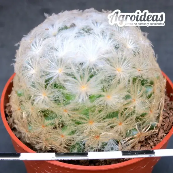 Mammillaria plumosa "Flor Rosa" - Imagen 2