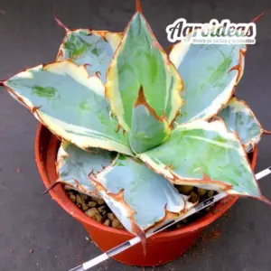 Agave titanota "Black and Blue" variegata