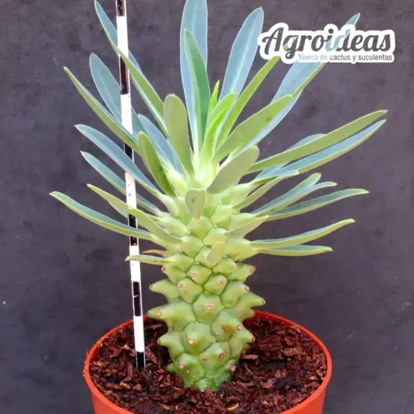 Euphorbia clandestina "Le Petit Karoo" - Imagen 2